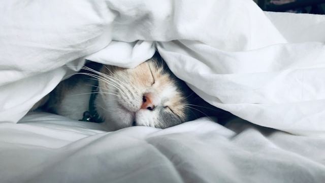 ベッドの中でくつろぐ可愛らしい猫のイメージ