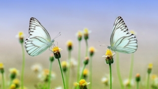 2匹の白い蝶と小さな黄色い花のイメージ