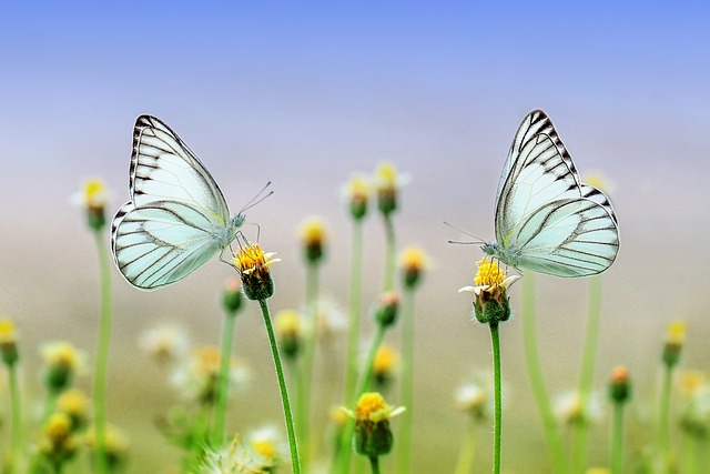 2匹の白い蝶と小さな黄色い花のイメージ