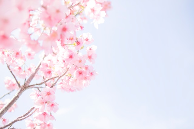 淡いピンク色の桜の木は彼への感謝の気持ちが表れている