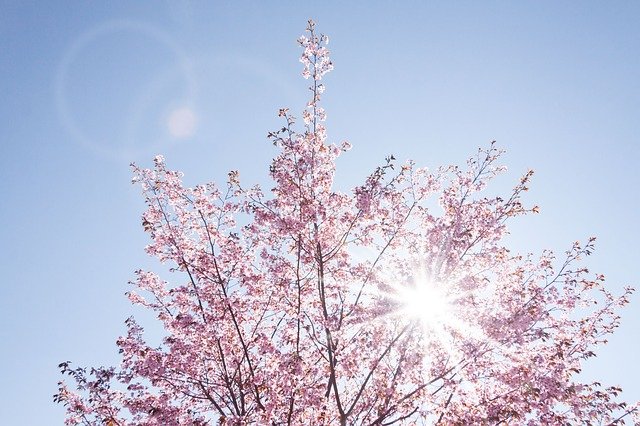 青空の下で太陽の光を浴びる桜の木。