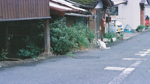 静かな通りに佇む白い猫。生産性のない障害者として社会に必要とされないという感情を象徴する風景。