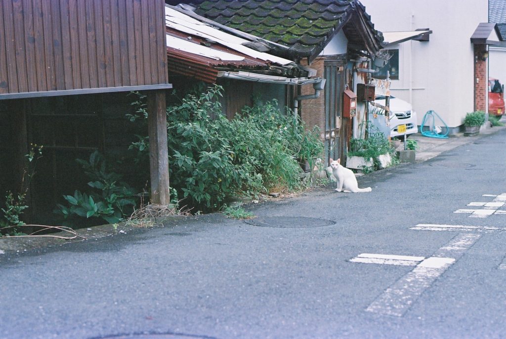 静かな通りに佇む白い猫。生産性のない障害者として社会に必要とされないという感情を象徴する風景。