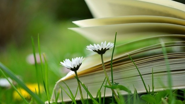 草むらの中で開かれた本とデイジーの花。