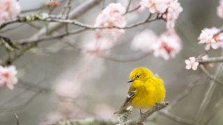 桜の枝にとまる黄色い鳥。ブログ「春の不調の乗り越え方 ～過去の日記から学べること～」に関連する画像。