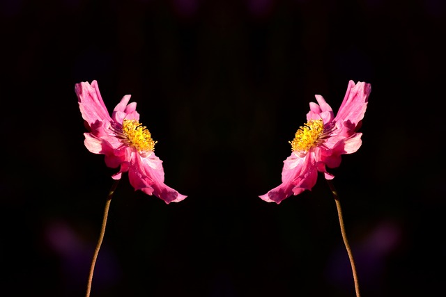 黒い背景に向かい合う2本のピンクの花。
