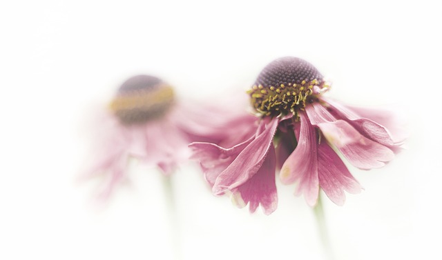 白い背景に淡いピンクの花がぼんやりと映っている。ブログ「解離性障害について知ってほしいこと」に関連する画像。