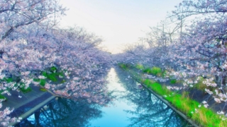 川沿いに咲く満開の桜の木とその水面への反映。HSP（敏感な人）とうつ病に関する記事で、調子が悪いときに心を癒すための方法について説明するのに適した画像。