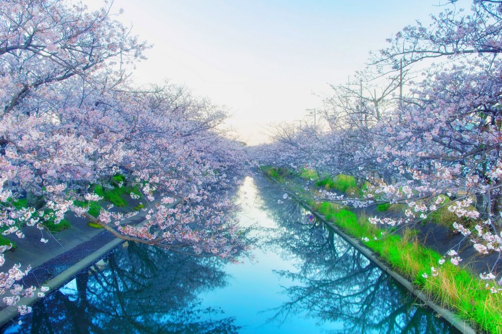 川沿いに咲く満開の桜の木とその水面への反映。HSP（敏感な人）とうつ病に関する記事で、調子が悪いときに心を癒すための方法について説明するのに適した画像。