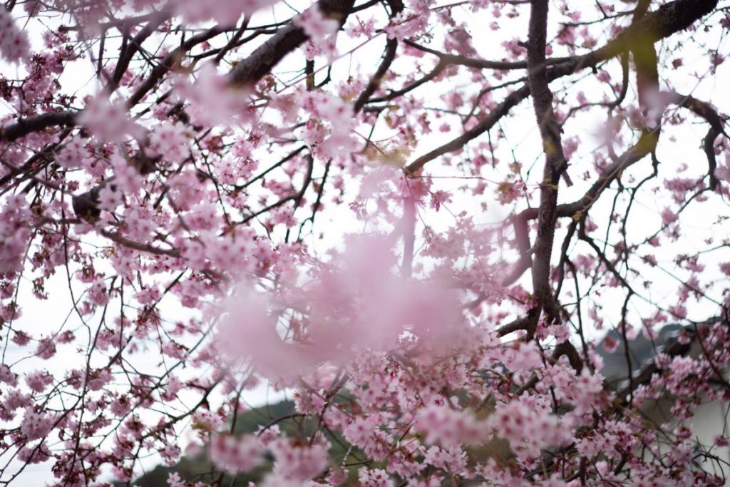 ピンク色の桜の花が満開の枝のクローズアップ。春の季節と美しさを表現しています。