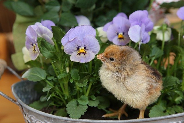 パンジーの花の前に立つひよこ。