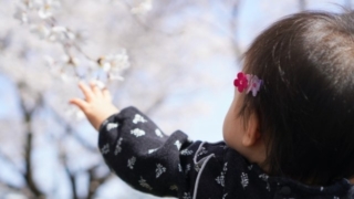 桜の花に手を伸ばしている幼児の後ろ姿