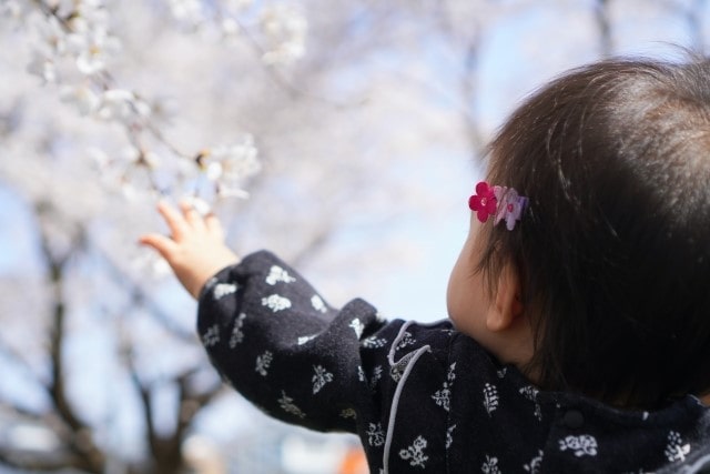 桜の花に手を伸ばしている幼児の後ろ姿