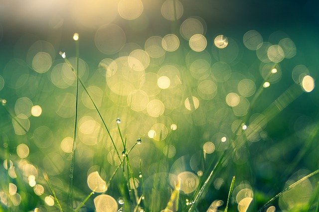 朝露に濡れた草と柔らかい光のぼけた背景。障害受容のプロセスと新しい始まりを象徴する自然の美しさ。