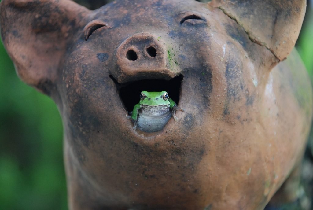 豚の置物の口の中に座るカエル。HSPとうつ病に関する記事で、調子が悪いときの気分転換や癒しの手段としてユーモアや自然との触れ合いを象徴する画像。