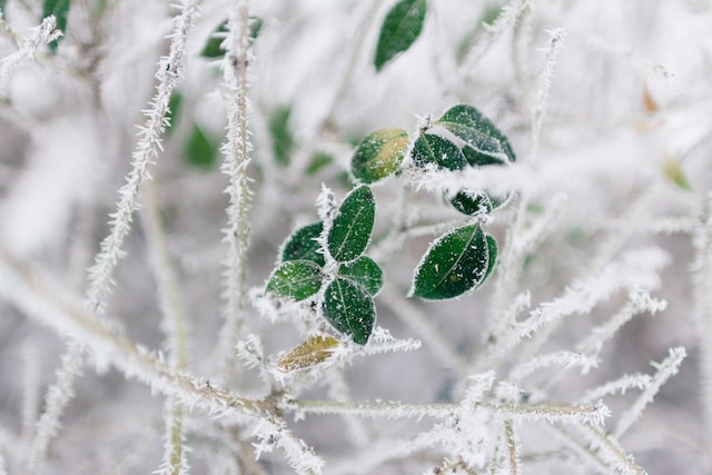 霜で覆われた葉と枝のクローズアップ。