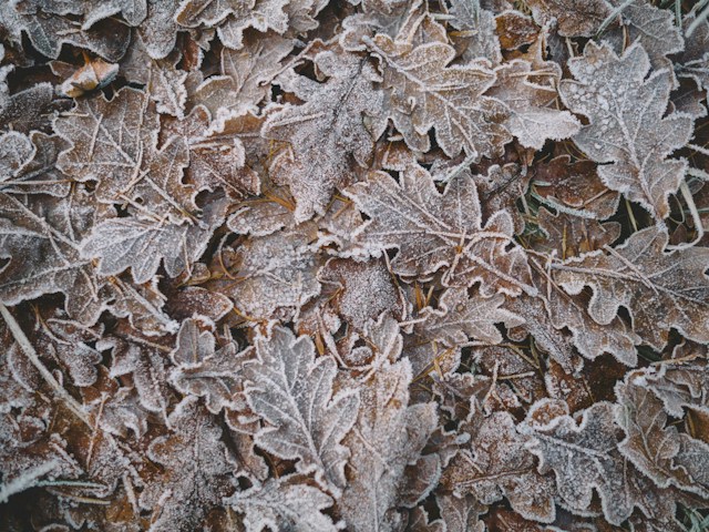 地面に落ちた霜で覆われた葉。