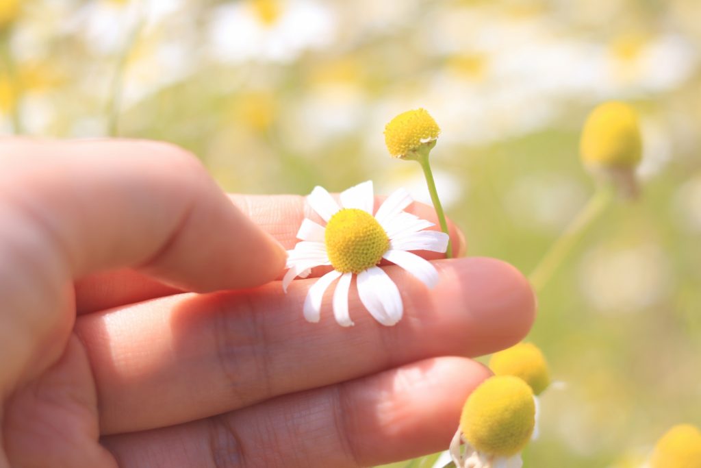 指でつまんだカモミールの花、背景にぼやけたカモミールの花畑。