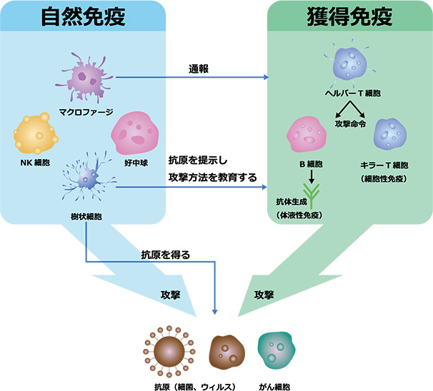 自然免疫と獲得免疫の仕組みを示す図