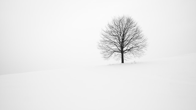 雪原に立つ一本の木