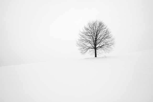 雪原に立つ一本の木