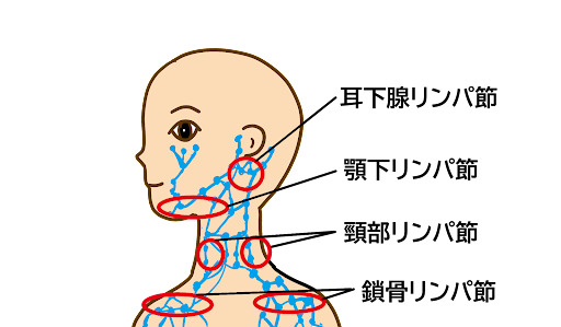 耳下腺リンパ節、顎下リンパ節、頸部リンパ節、鎖骨リンパ節を示した図。各リンパ節の位置が赤い丸で強調されている。