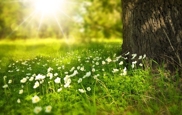  木の根元に咲く白い花々と、明るい日差しが差し込む緑豊かな風景。障害受容と自然の癒しを表現したイメージ。