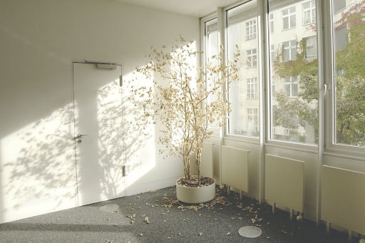 窓辺に置かれた大きな植物と明るいオフィススペースの写真。