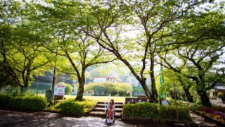 緑豊かな公園の景色、遠くに建物が見える写真