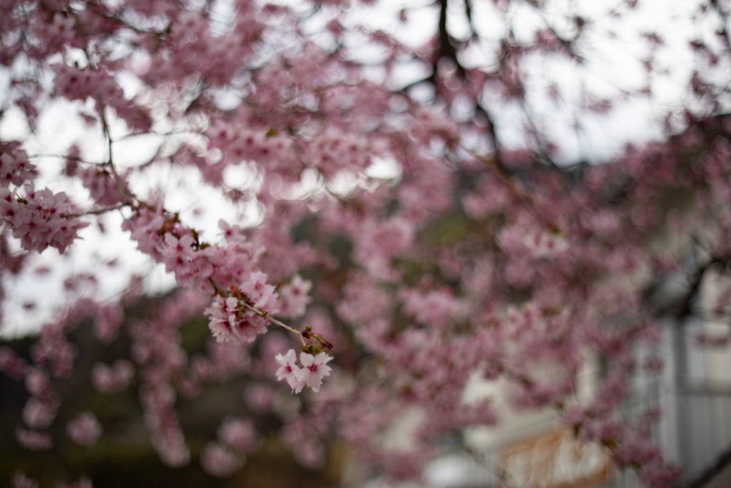 ぼやけた背景にピンクの桜の花が咲いている。インターセクショナリティの視点から女性と障害者の生きづらさを考える。