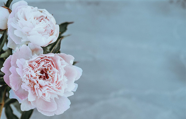 青い背景にピンクの芍薬の花が咲いている様子。