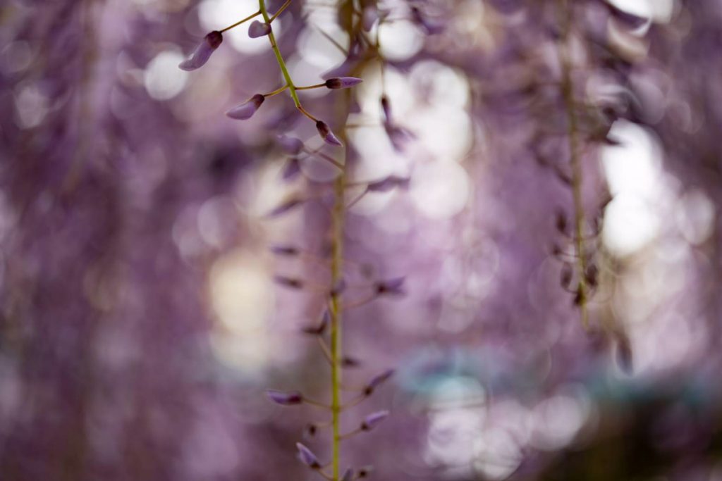 紫色の花がぼかされて写っているクローズアップ写真