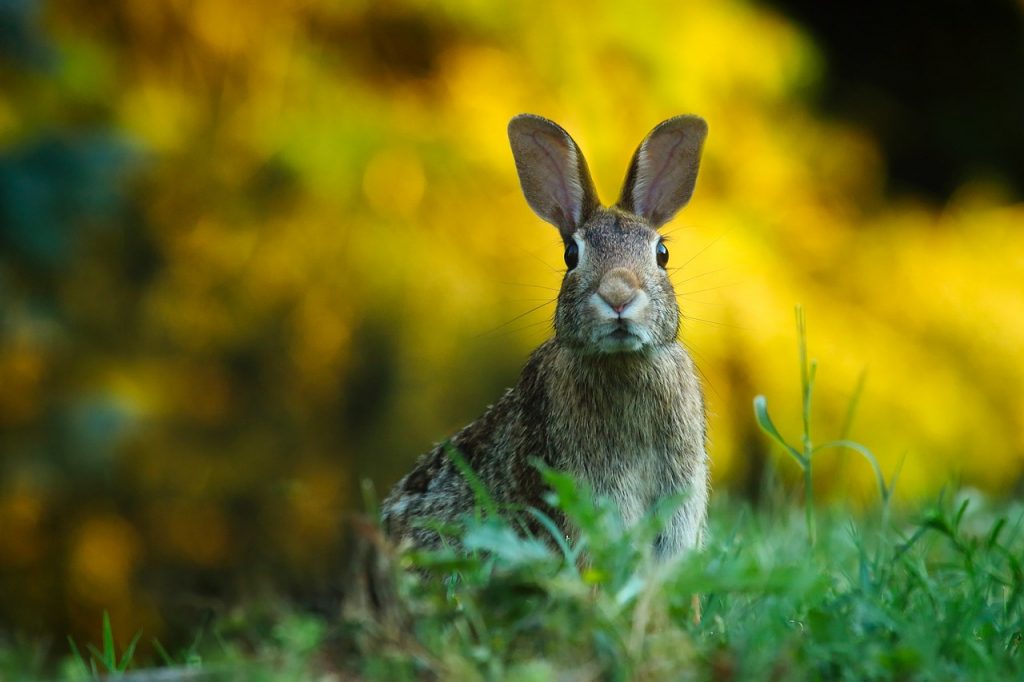 緑の草むらの中にいるウサギが黄色の背景をバックにこちらを見つめている。
