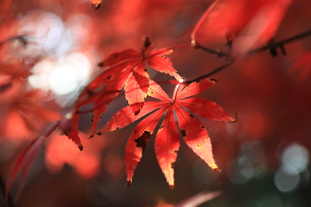 光に照らされて輝く赤い秋のカエデの葉。背景にはぼやけた自然の景色が広がっている。