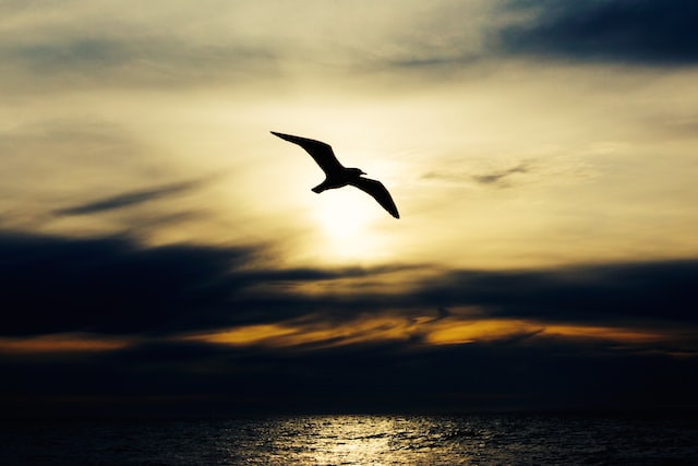 夕日の中、海の上を飛ぶカモメ