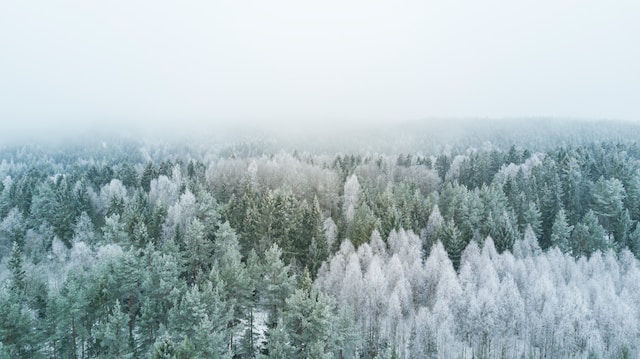 雪に覆われた森の風景