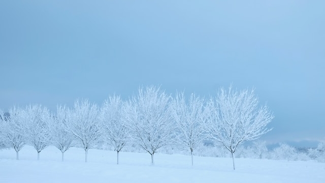 冬の風景に立ち並ぶ雪で覆われた木々。