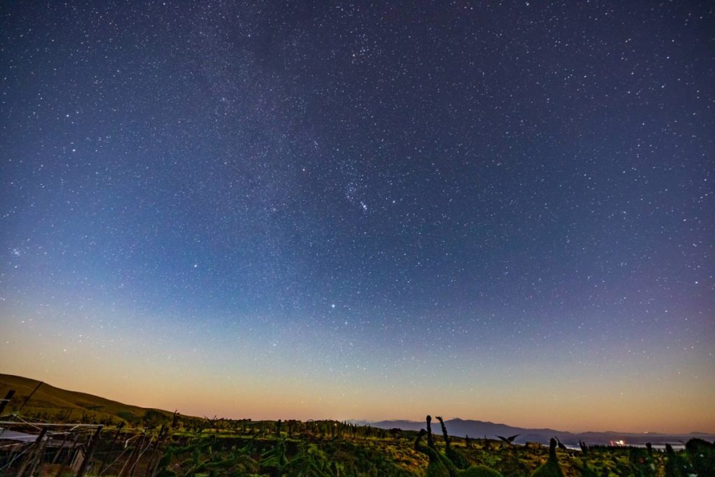 満天の星空と地平線。前景には植物が見える。