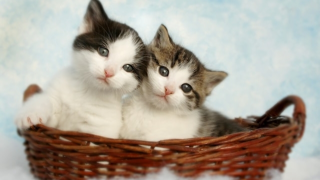 バスケットに入った2匹の可愛らしい子猫の写真。背景には柔らかい青色が広がっている。
