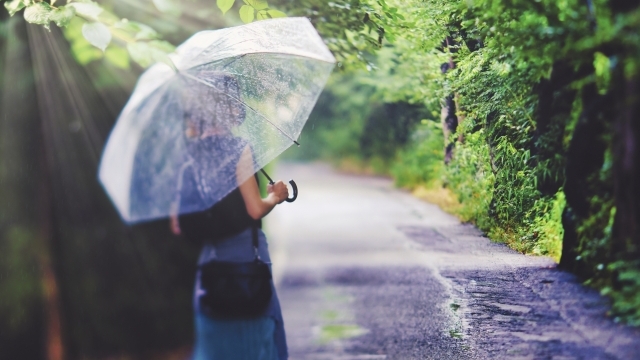 雨の日に傘をさして林道を歩く女性
