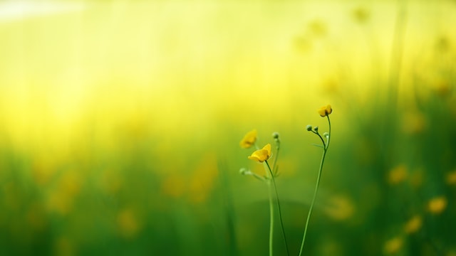 緑のフィールドに咲く黄色い野花の写真。