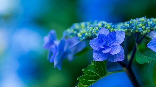青いアジサイの花のクローズアップ。