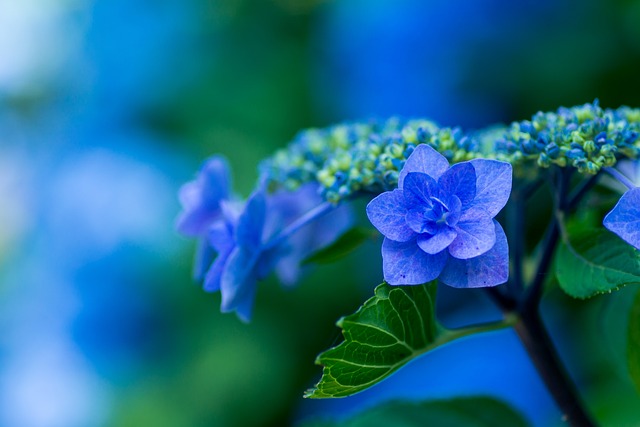 青いアジサイの花のクローズアップ。