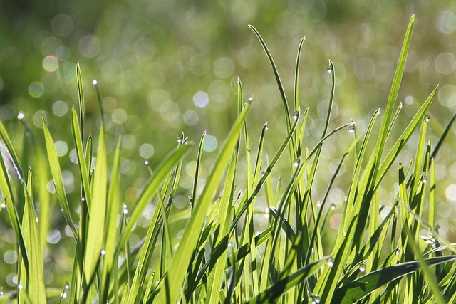 朝露に濡れた新鮮な草