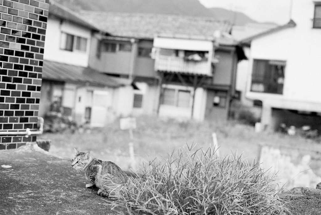 道端にいる猫のモノクロ写真