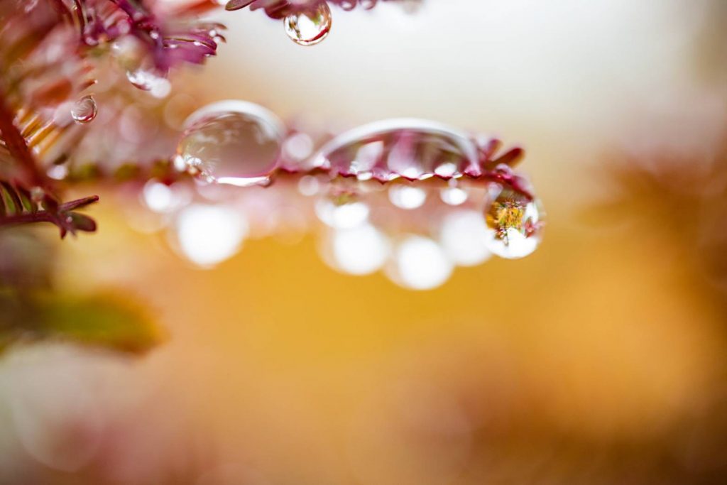 ピンクの植物と水滴のアップ写真