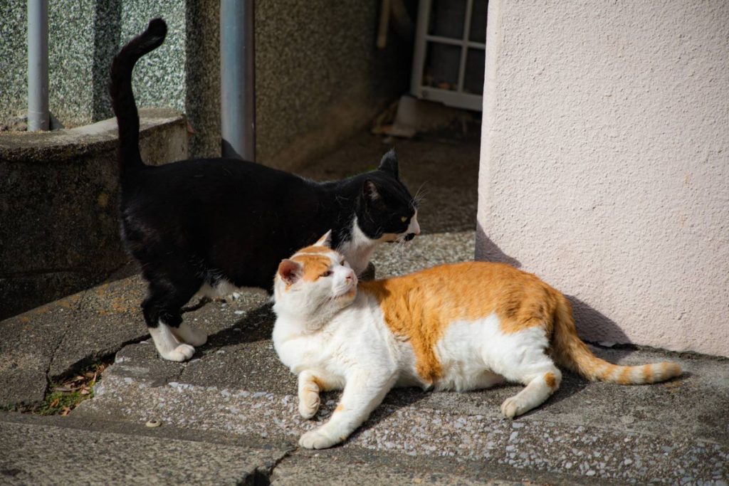 2匹の猫が道端でコミュニケーションを取っている様子