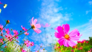 青空を背景に咲くピンク色のコスモスの花々の風景。