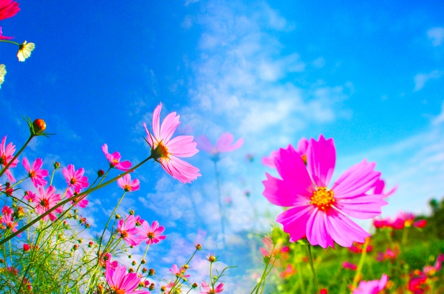 青空を背景に咲くピンク色のコスモスの花々の風景。