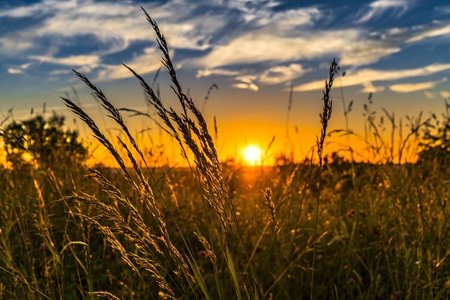 夕日が照らす野原の草。ADHDの自然なエネルギー源とその活用法を象徴する風景。